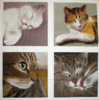 999.083 Katzen - 3-lagig